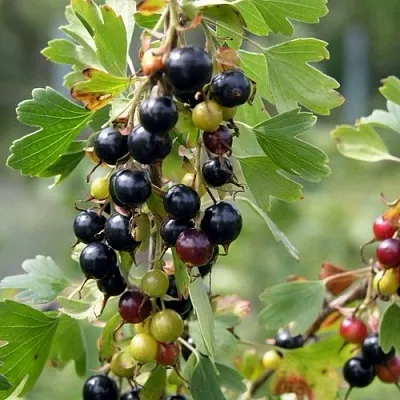 Смородина золотистая ПЛОТНОМЯСАЯ  Смородина золотистая ПЛОТНОМЯСАЯ в Перми