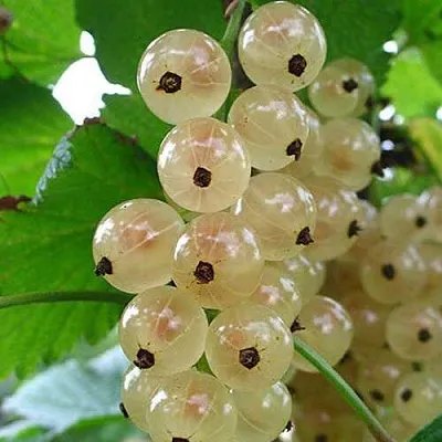 Смородина белая ЮТЕРБОРГСКАЯ  Смородина белая ЮТЕРБОРГСКАЯ в Перми