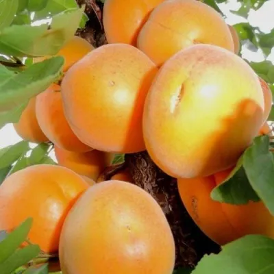Абрикос ДЕСЕРТНЫЙ — описание сорта Абрикос ДЕСЕРТНЫЙ в Перми
