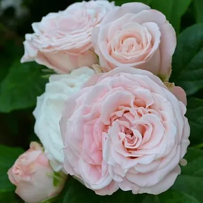 Саженцы роз БОМБАСТИК спрей  Саженцы роз БОМБАСТИК спрей в Перми