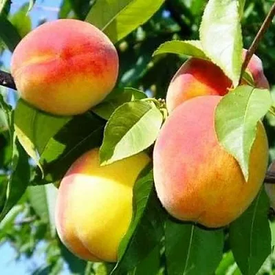 Персик ПАМЯТЬ ЛОЙКО  Персик ПАМЯТЬ ЛОЙКО в Перми