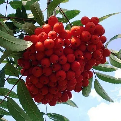 Рябина САХАРНАЯ ПЕТРОВА сладкоплодная  Рябина САХАРНАЯ ПЕТРОВА сладкоплодная в Перми