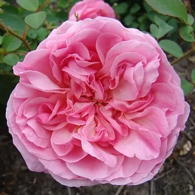 Саженцы роз ХАЙДИ ХОЛЛ английская  Саженцы роз ХАЙДИ ХОЛЛ английская в Перми