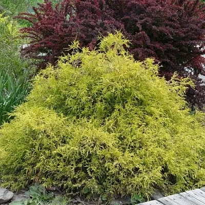 Кипарисовик ГОЛДЕН МОП горохоплодный  Кипарисовик ГОЛДЕН МОП горохоплодный в Перми