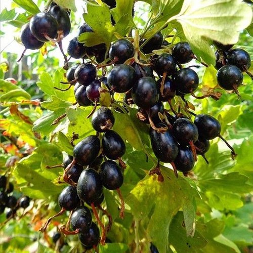Смородина золотистая ОВАЛЬНАЯ в Перми