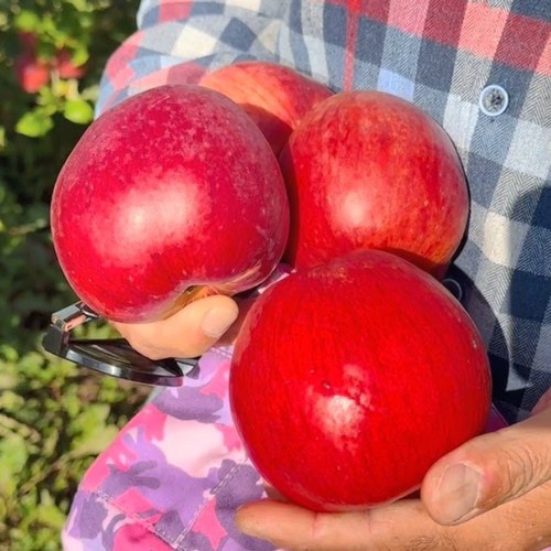 Яблоня ПАМЯТЬ СЮБАРОВОЙ в Перми