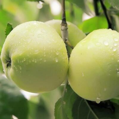 Саженцы яблони оптом в Перми