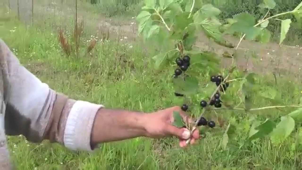 Превью видео