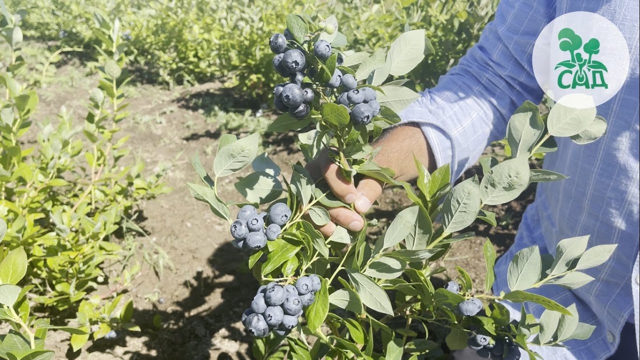 Превью видео