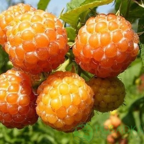 Малина КУМБЕРЛЕНД желтая в Перми