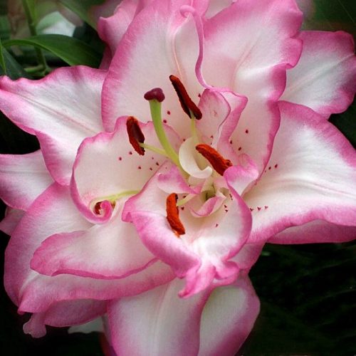 саженцы лилии Бьютитренд