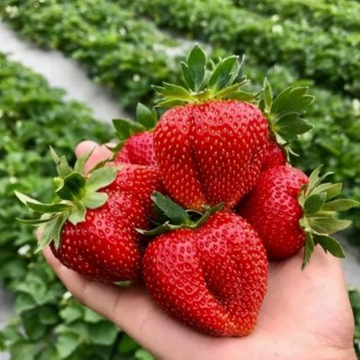 Крупные сорта клубники