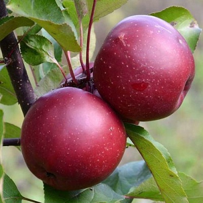 Яблоня красномясая в Перми