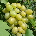 Виноград в Перми