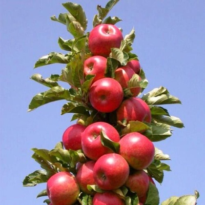 Яблоня СОЗВЕЗДИЕ колонновидная в Перми