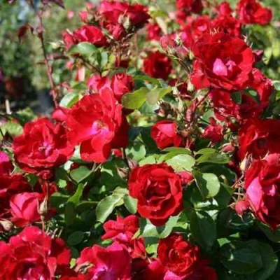 Роза ЧАМПЛЕЙН флорибунда в Перми