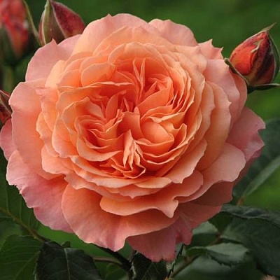 Роза шраб в Перми