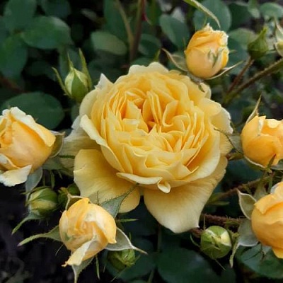 Роза флорибунда в Перми