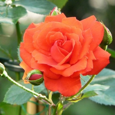 Роза АНЖЕЛИКА чайно-гибридная  в Перми