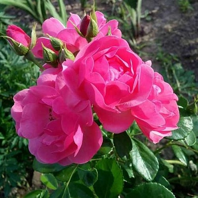 Роза АНГЕЛА флорибунда в Перми