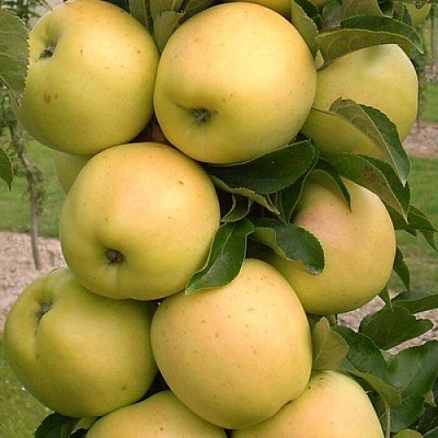 Яблоня колонновидная в Перми