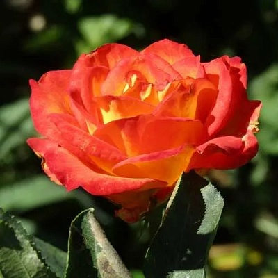 Роза ЛИНА чайно-гибридная  в Перми