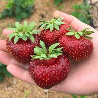 Клубника МАЛЬВИНА в Перми