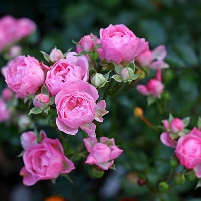 Роза полиантовая в Перми