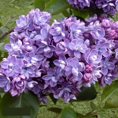 Сирень АМИ ШОТТ в Перми