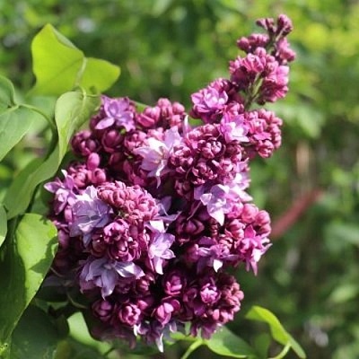 Сирень МАРШАЛ МАЛИНОВСКИЙ в Перми