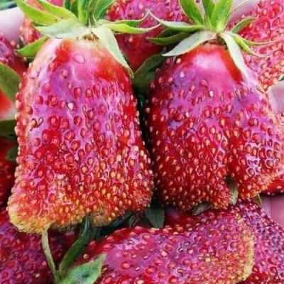 Клубника КУПЧИХА в Перми