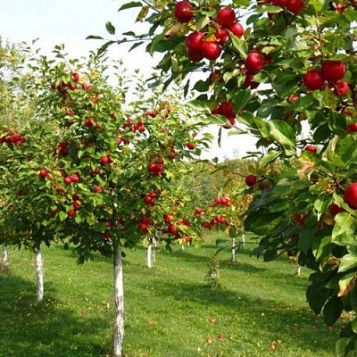 Плодовые деревья в Перми