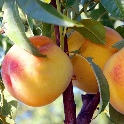 Персики в Перми