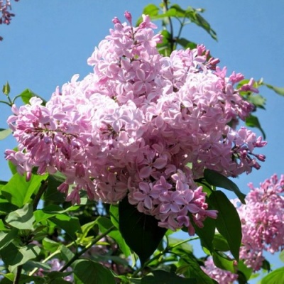 Сирень БУФФОН в Перми