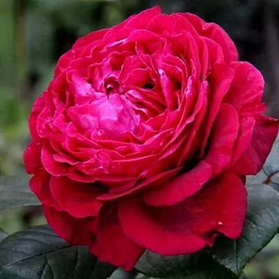 Роза 4 ВЕТРОВ флорибунда  в Перми