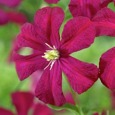 Клематис МАДАМ ДЖУЛИЯ КОРРЕВОН в Перми