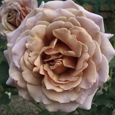 Роза КОКО ЛОКО флорибунда  в Перми
