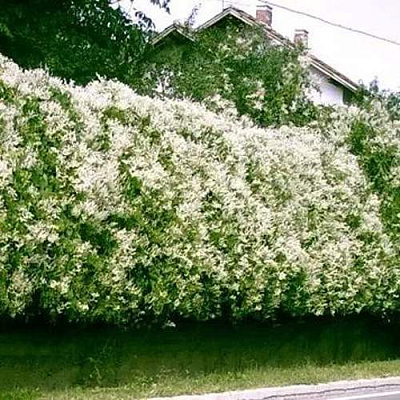 Фаллопия в Перми