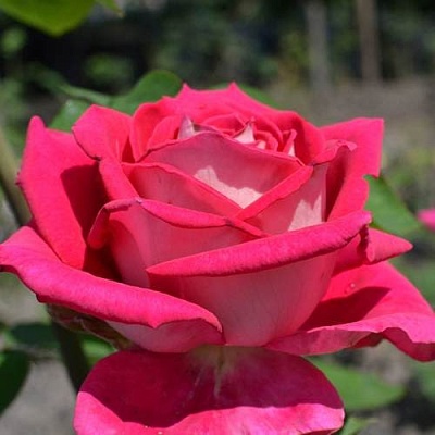 Чайно-гибридная роза в Перми