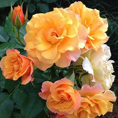 Роза ТЕКИЛА флорибунда  в Перми