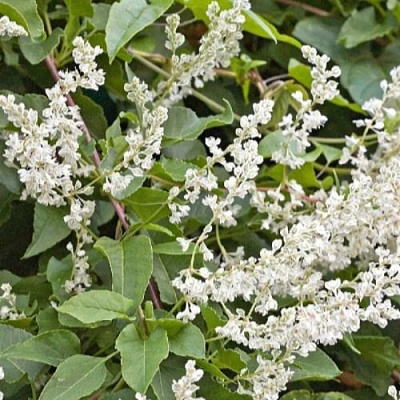 Фаллопия АУБЕРТА в Перми