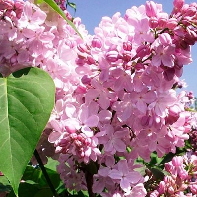 Сирень АДЕЛИНА в Перми