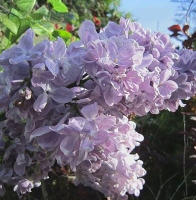 Сирень ЛЕТНИЙ САД в Перми