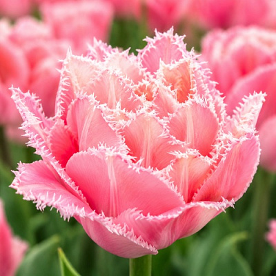 Тюльпан ПИНК МЭДЖИК бахромчатый в Перми