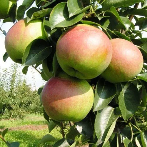 Груша КУПАЛА в Перми