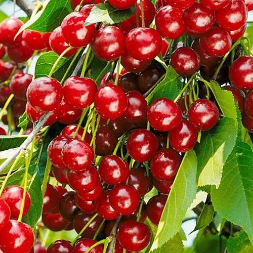 Вишня БРУСНИЦЫНА степная в Перми