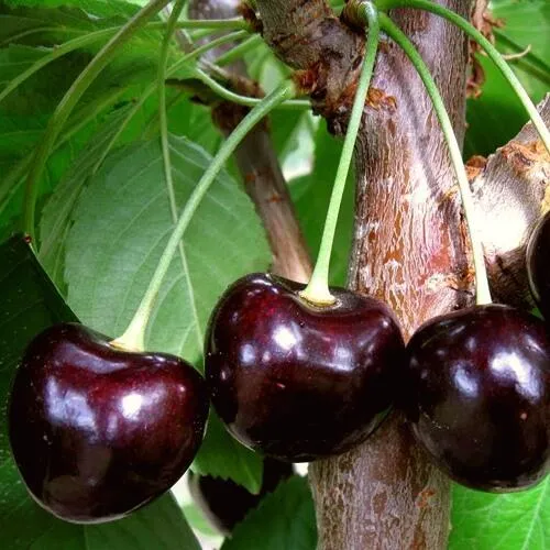 Черешня ДОНЕЦКИЙ УГОЛЁК в Перми