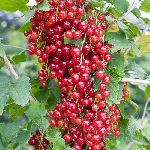 Смородина красная РЕД ЛЕЙК в Перми