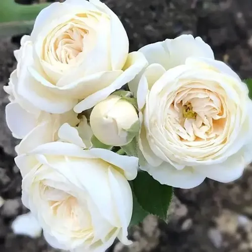 Роза АРТЕМИС шраб в Перми