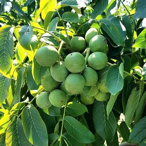 Грецкий орех  ИЗЯЩНЫЙ в Перми